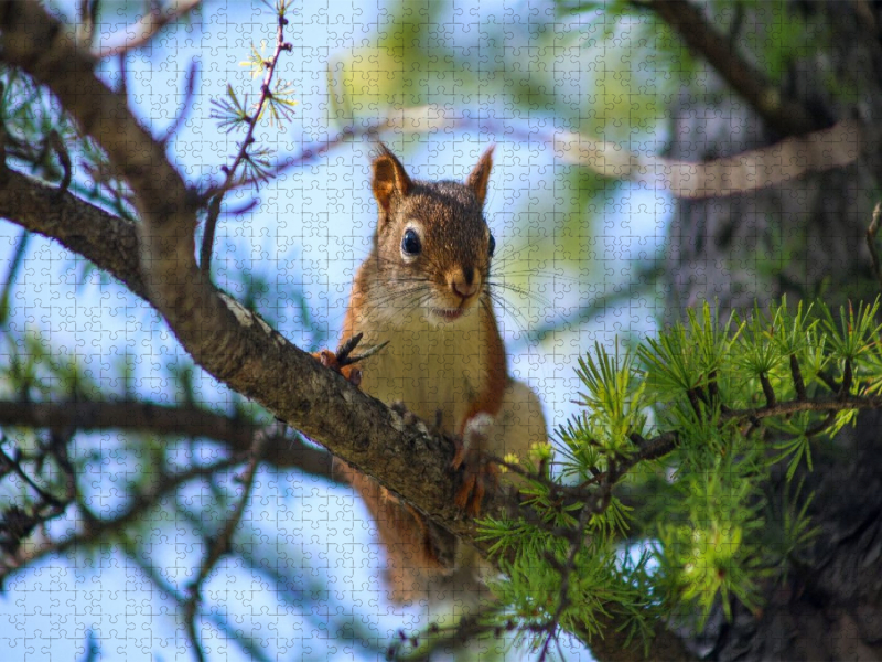 Eichhörnchen zwischen den Lärchenzweigen