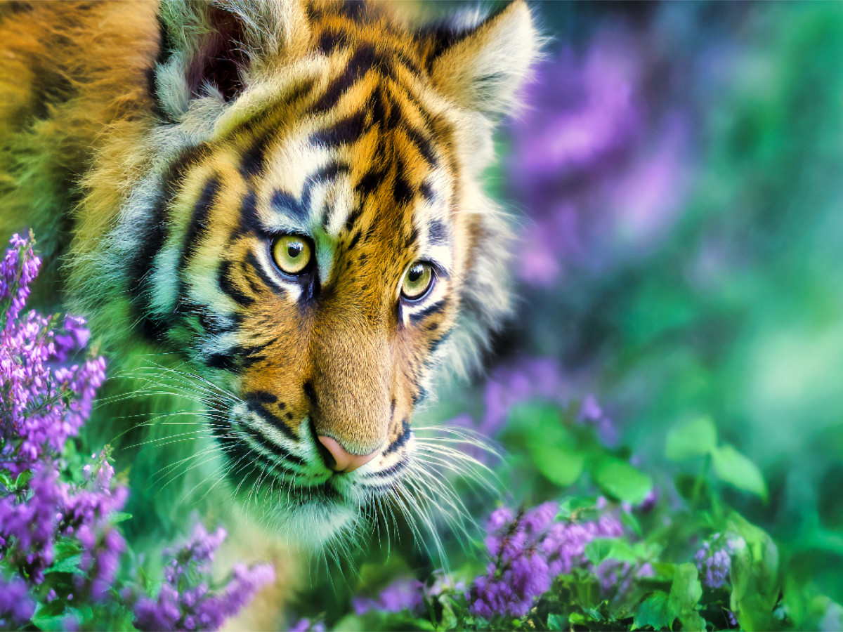 Ein Motiv aus dem Kalender Wild.Edel.Stark. - Im Bann der Tiger
