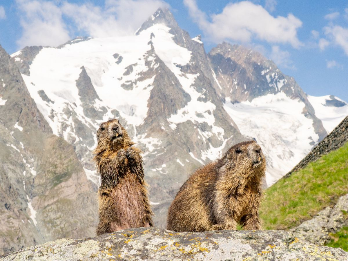 Murmeltiere am Großglockner