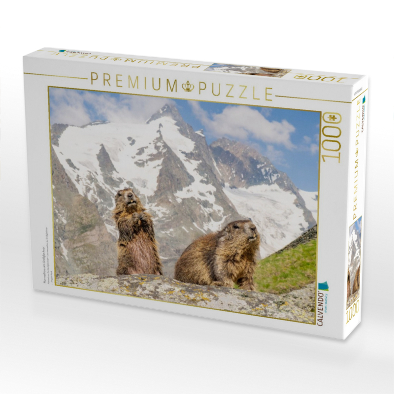 Murmeltiere am Großglockner