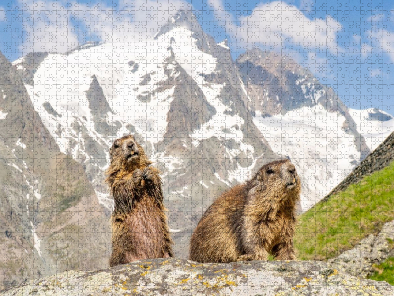 Murmeltiere am Großglockner