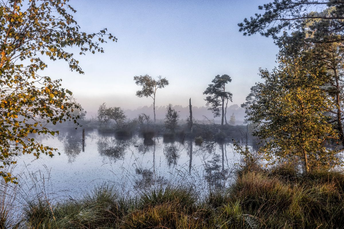 Das Pietzmoor in der Lüneburger Heide im Morgenlicht