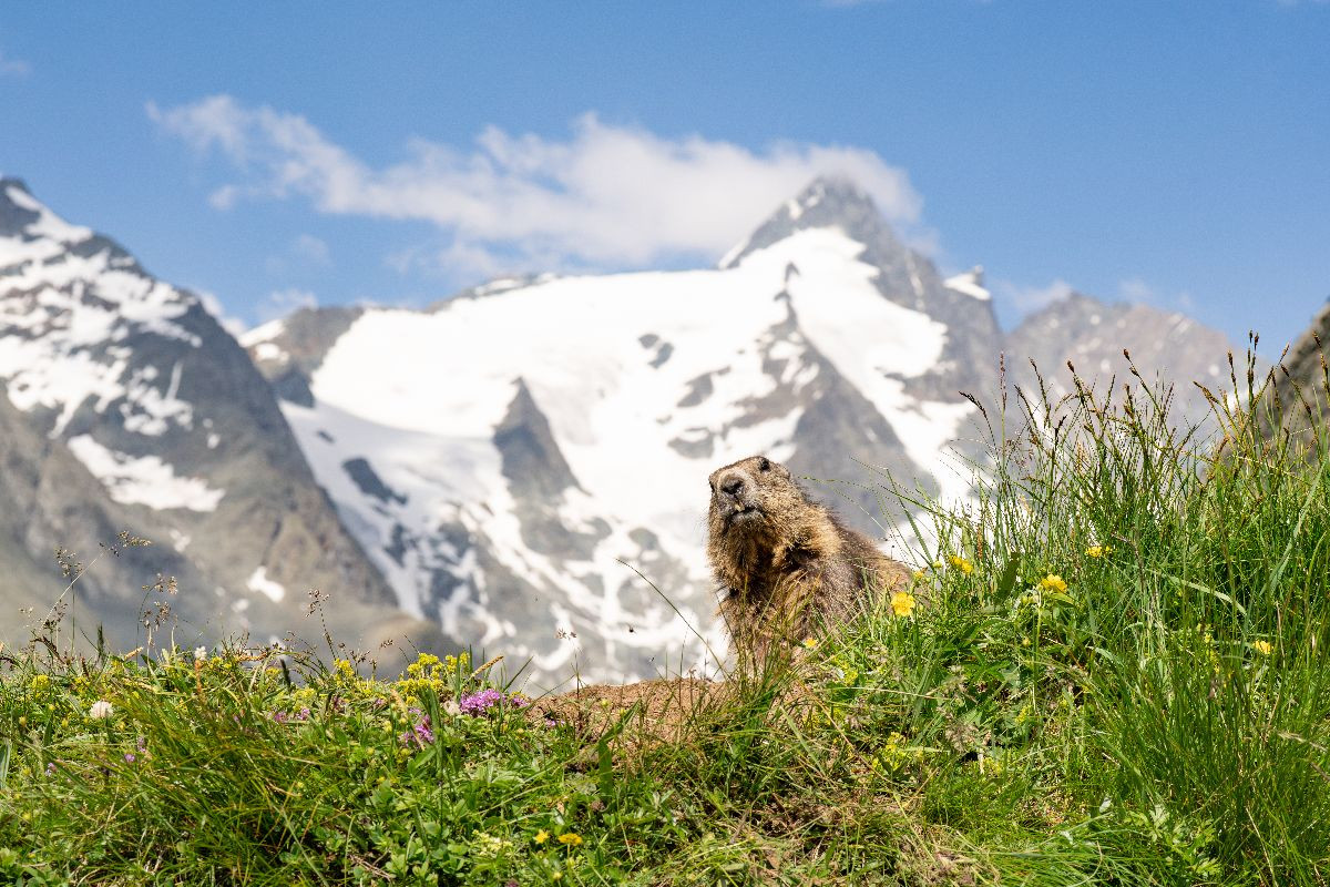 Ein Motiv aus dem Kalender Mankei Momente am Großglockner- Murmeltiere auf der Franz-Josefs-Höhe