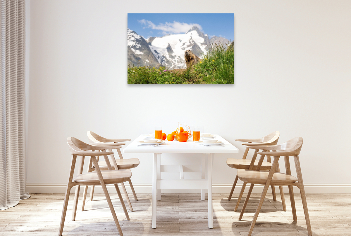 Ein Motiv aus dem Kalender Mankei Momente am Großglockner- Murmeltiere auf der Franz-Josefs-Höhe