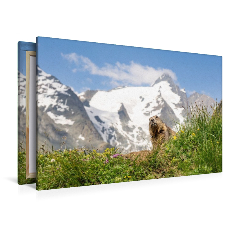 Ein Motiv aus dem Kalender Mankei Momente am Großglockner- Murmeltiere auf der Franz-Josefs-Höhe