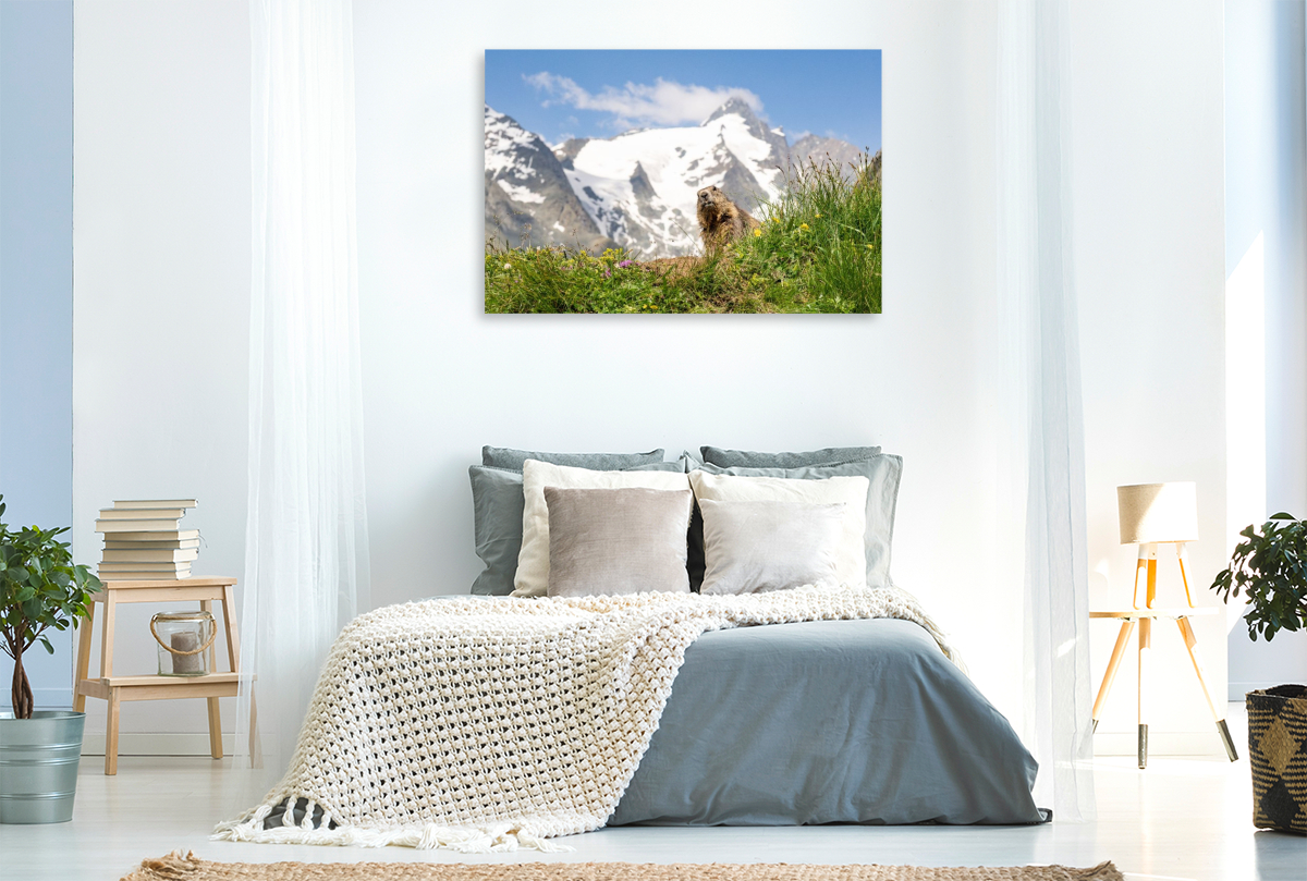 Ein Motiv aus dem Kalender Mankei Momente am Großglockner- Murmeltiere auf der Franz-Josefs-Höhe