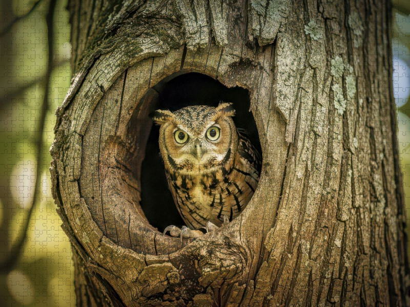 Wächter der Wildnis, kraftvoll, wachsam, ikonisch.