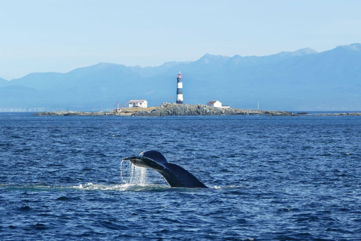 Whale Watching am Race Rocks Lighthouse in British Columbia
