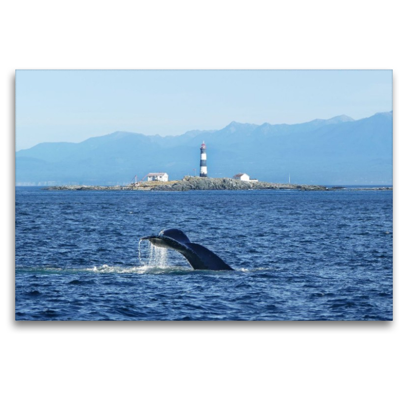Whale Watching am Race Rocks Lighthouse in British Columbia