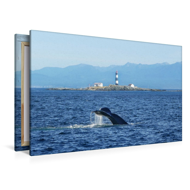 Whale Watching am Race Rocks Lighthouse in British Columbia