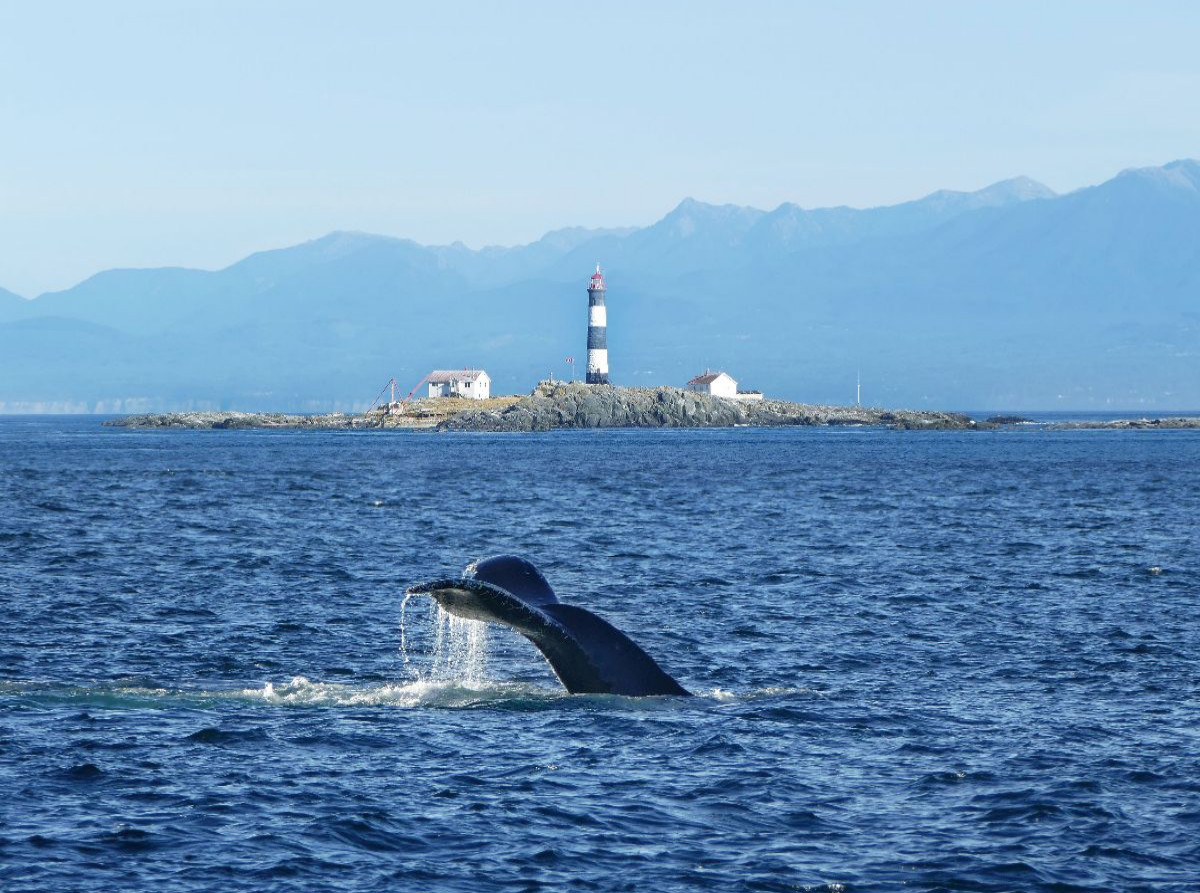 Whale Watching am Race Rocks Lighthouse in British Columbia