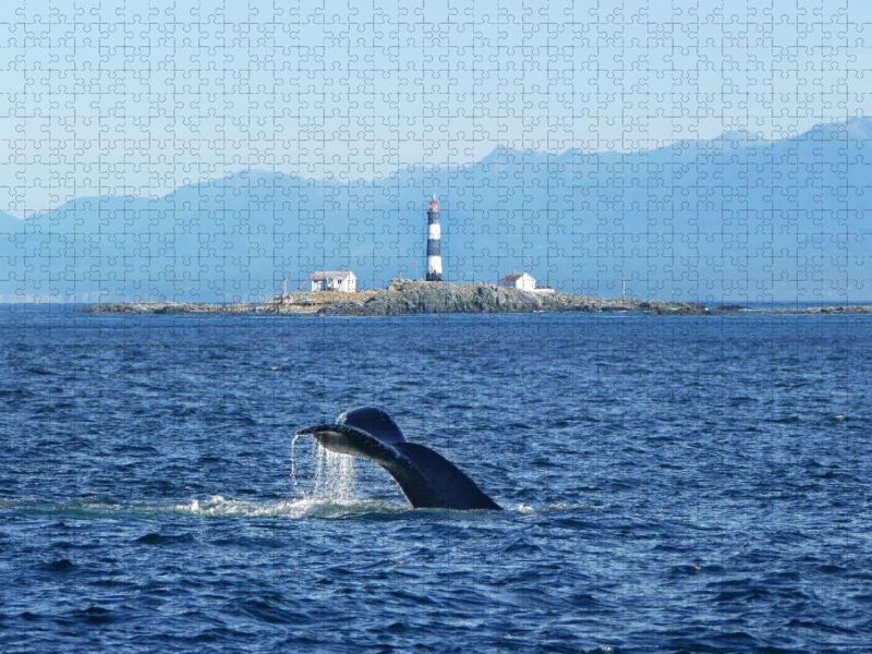 Whale Watching am Race Rocks Lighthouse in British Columbia