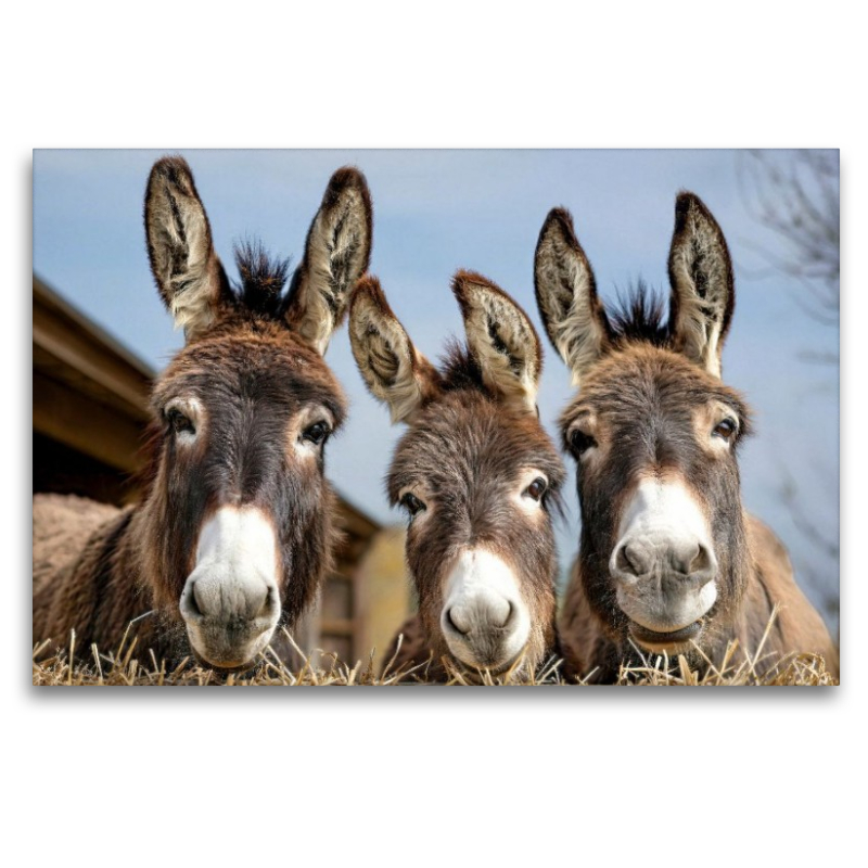 Wir drei vom Bauernhof