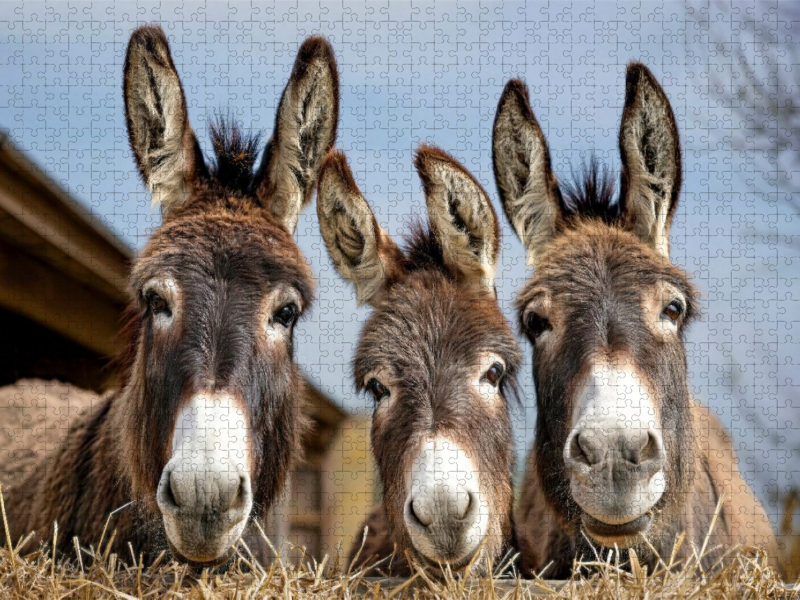 Wir drei vom Bauernhof