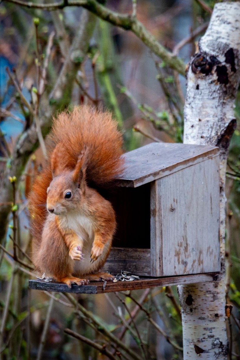 Eichhörnchen am Futterhaus
