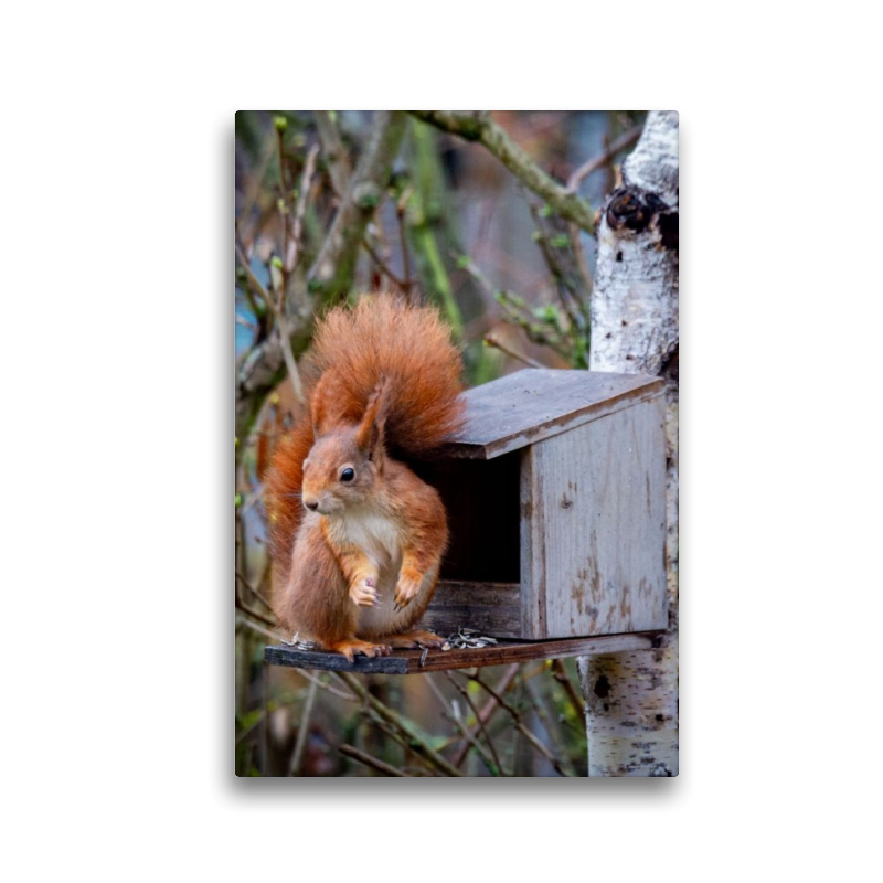 Eichhörnchen am Futterhaus