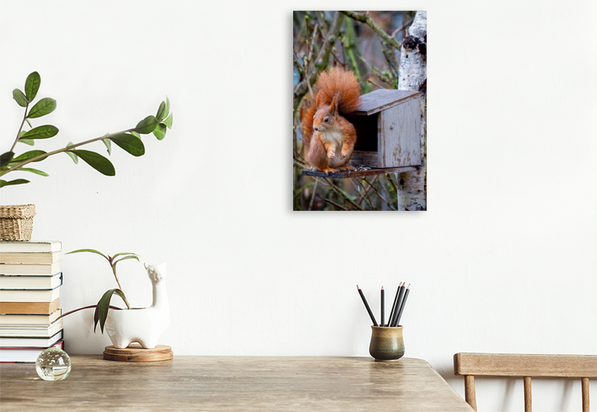 Eichhörnchen am Futterhaus