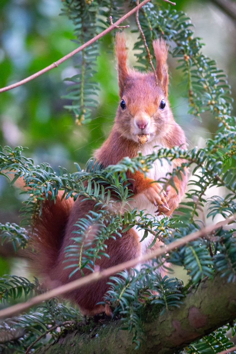 Eichhörnchen turnt im Baum