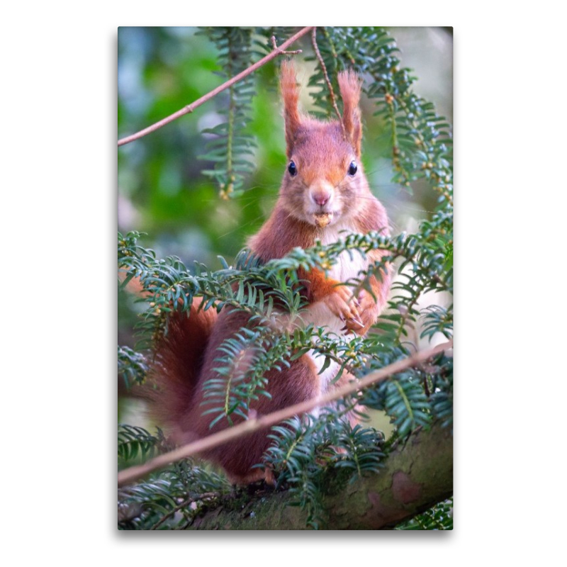 Eichhörnchen turnt im Baum