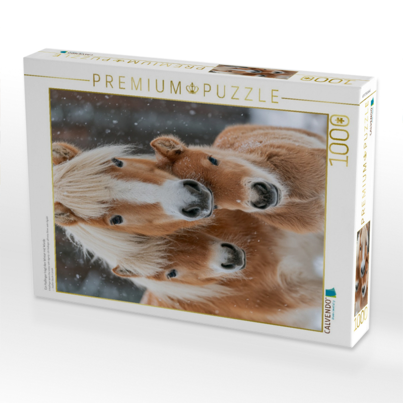 Ein Haflinger trägt den Winter mit Würde