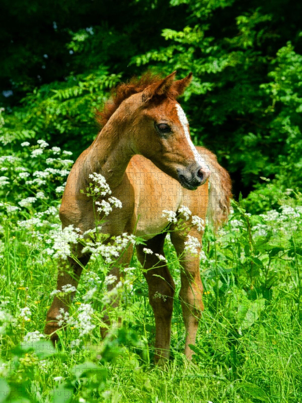Versteckt im hohen Gras - Araberfohlen