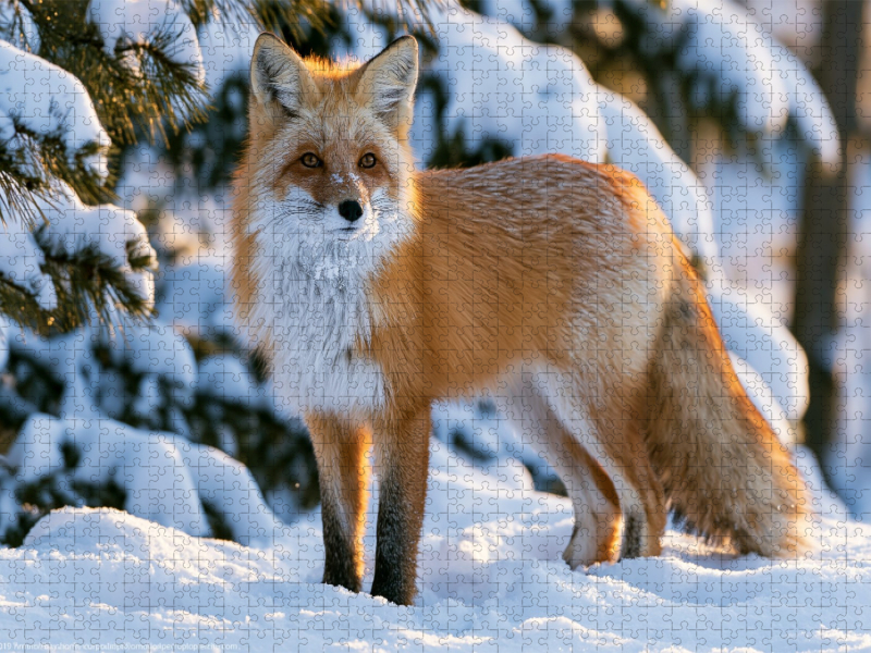 König des Winterwaldes