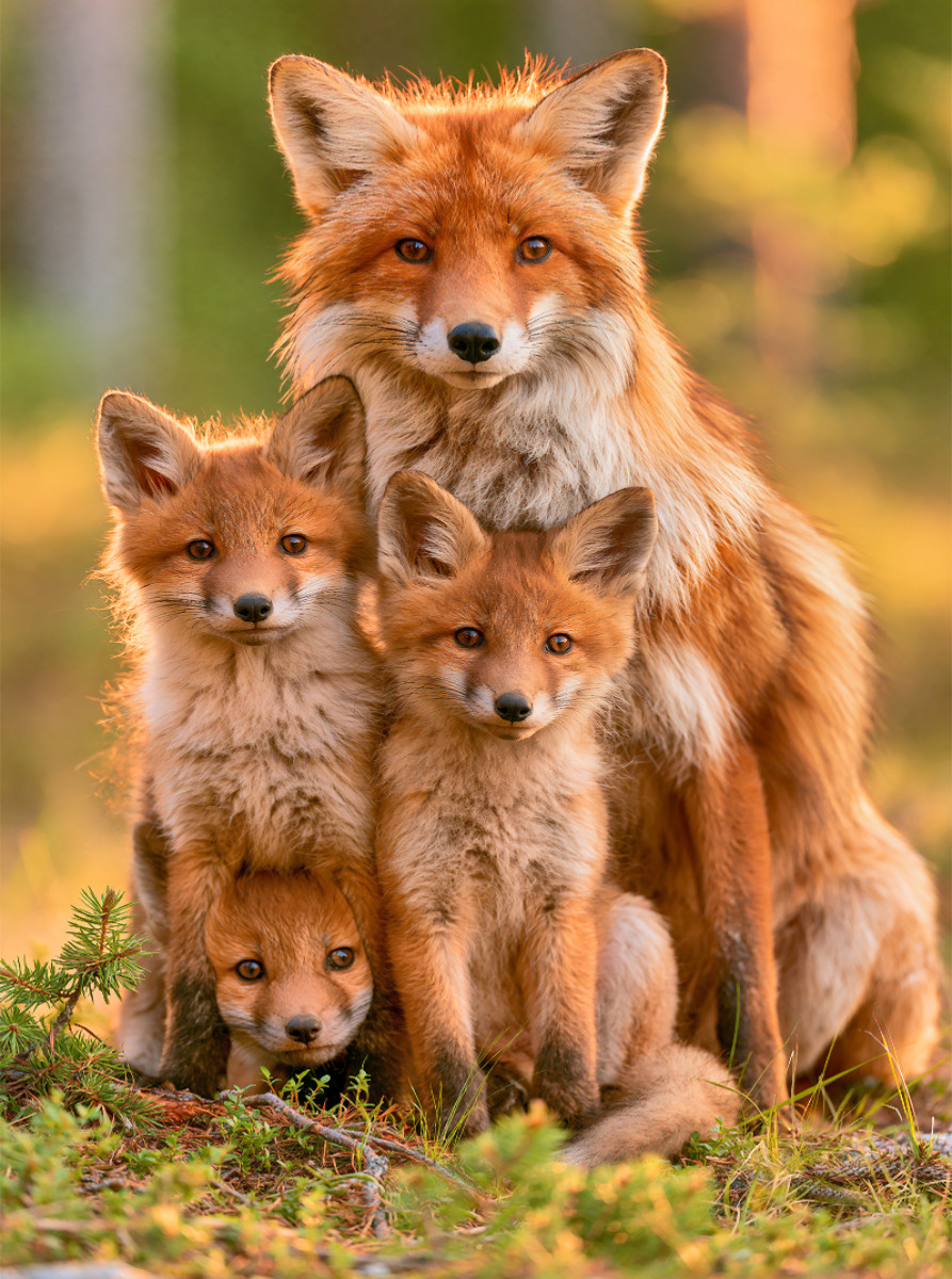 Geborgen im Wald