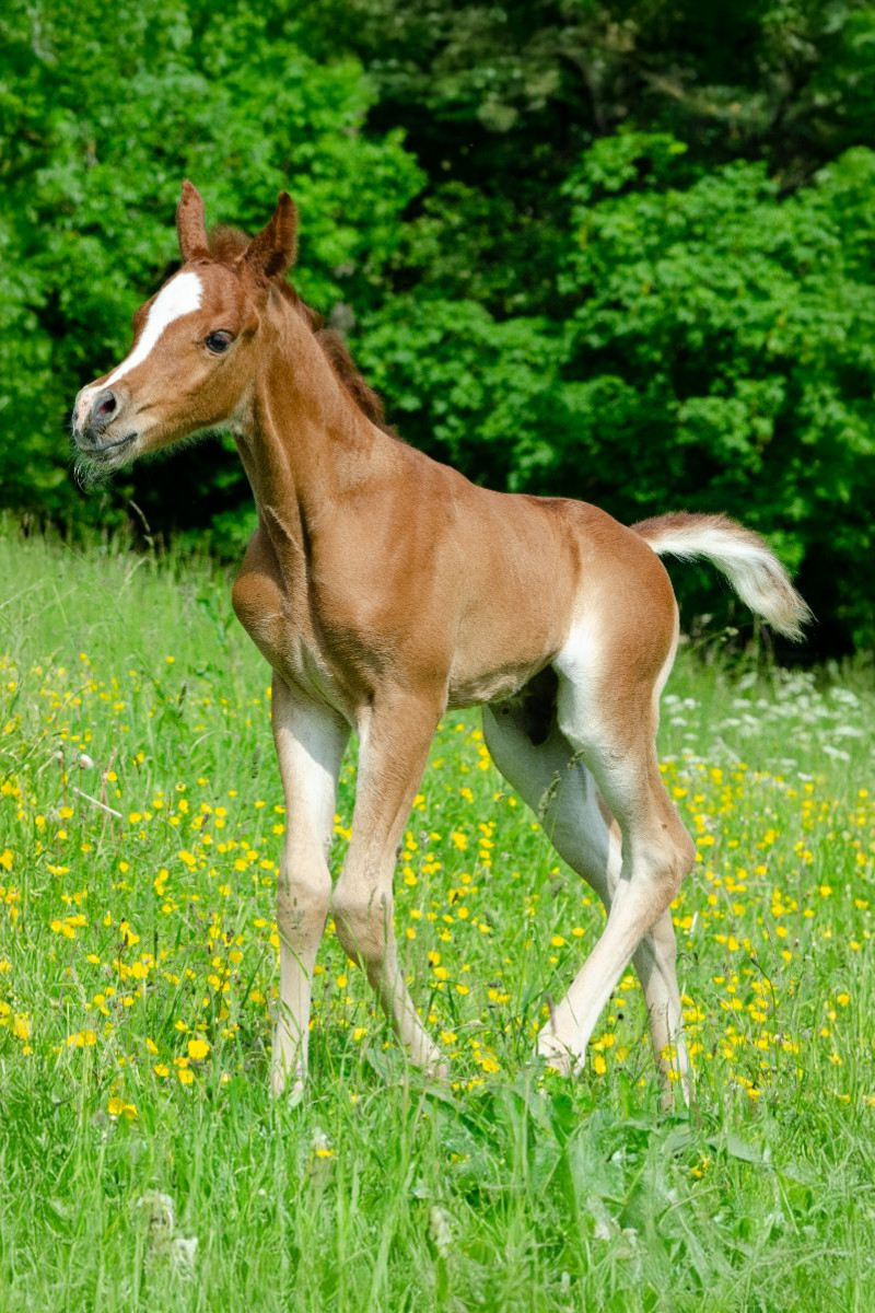 Fröhliche Anmut - Araberfohlen auf der Weide