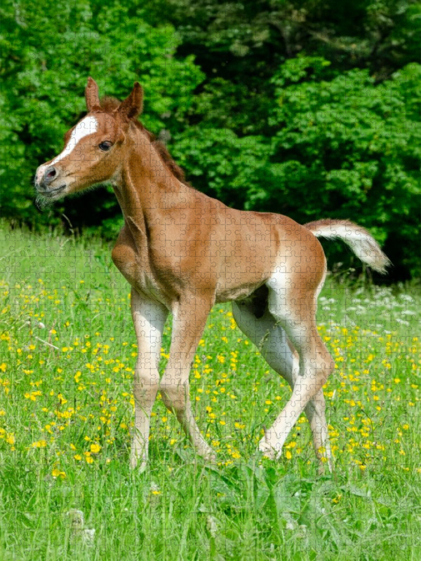 Fröhliche Anmut - Araberfohlen auf der Weide