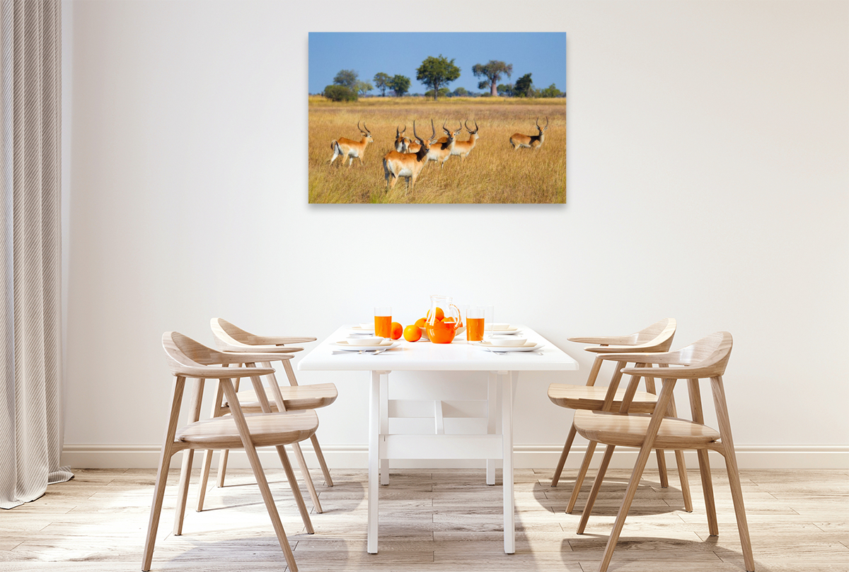 Rote Lechwe-Antilopen, Okavango Delta, Botswana.