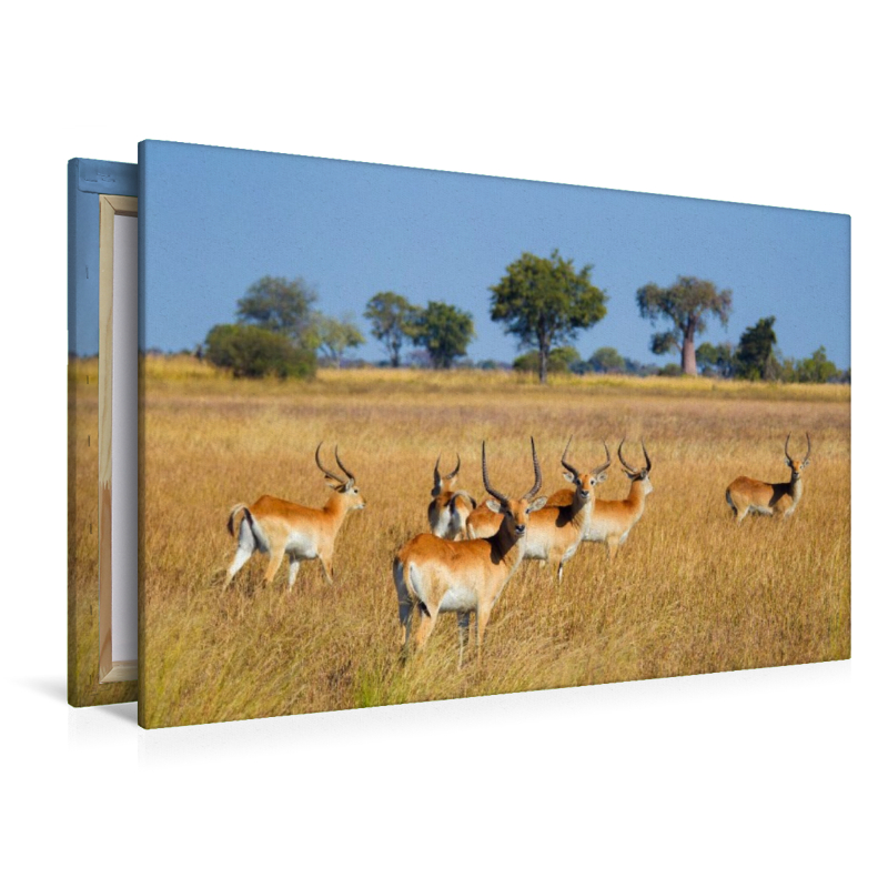 Rote Lechwe-Antilopen, Okavango Delta, Botswana.