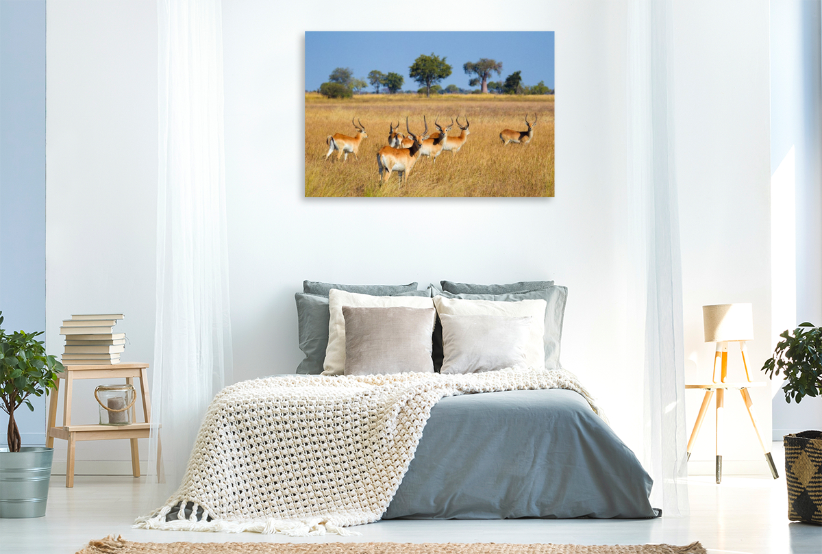 Rote Lechwe-Antilopen, Okavango Delta, Botswana.