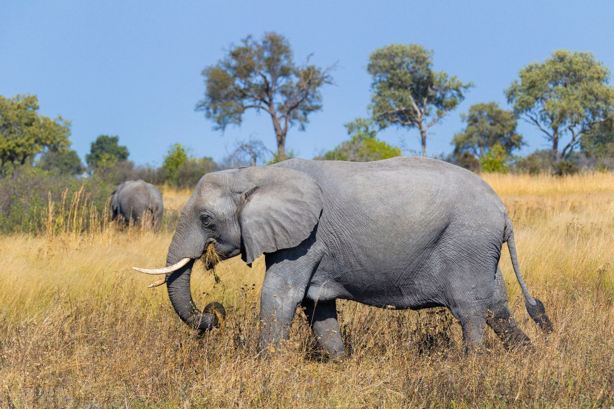 Afrikanischer Elefant, Okavango Delta, Botswana.