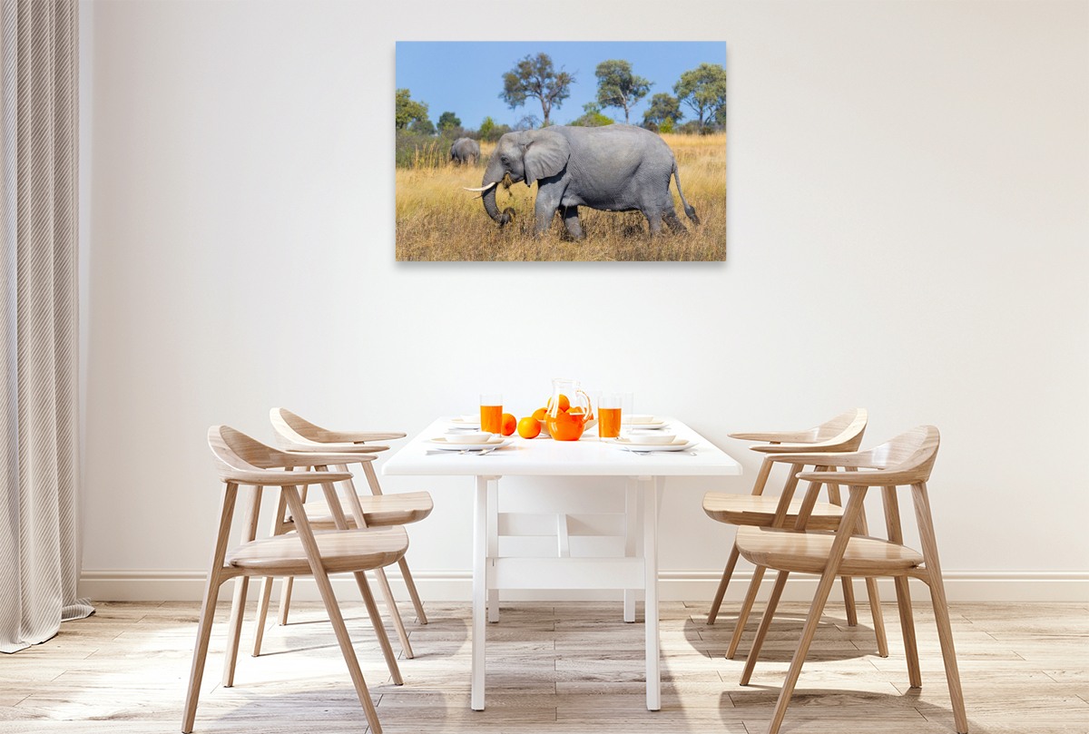 Afrikanischer Elefant, Okavango Delta, Botswana.
