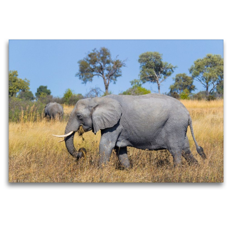Afrikanischer Elefant, Okavango Delta, Botswana.