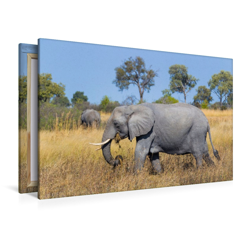 Afrikanischer Elefant, Okavango Delta, Botswana.