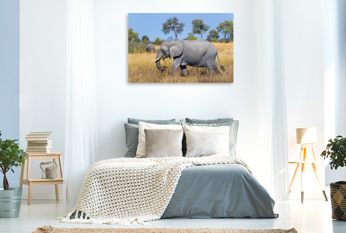 Afrikanischer Elefant, Okavango Delta, Botswana.
