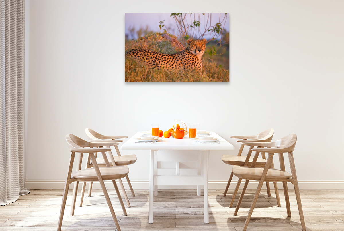 Gepard, Masai Mara, Kenia.