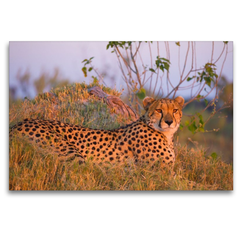 Gepard, Masai Mara, Kenia.