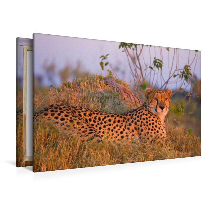 Gepard, Masai Mara, Kenia.