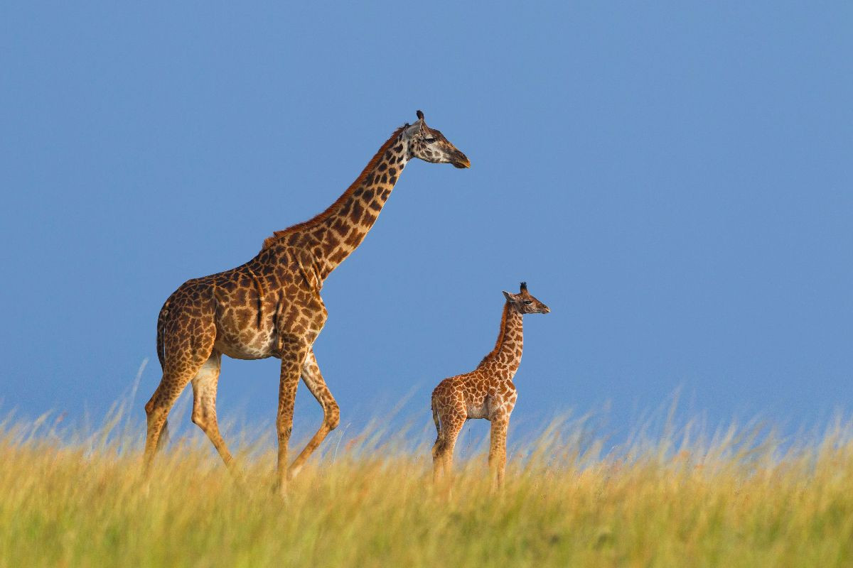 Massai-Giraffen, Masai Mara, Kenia.