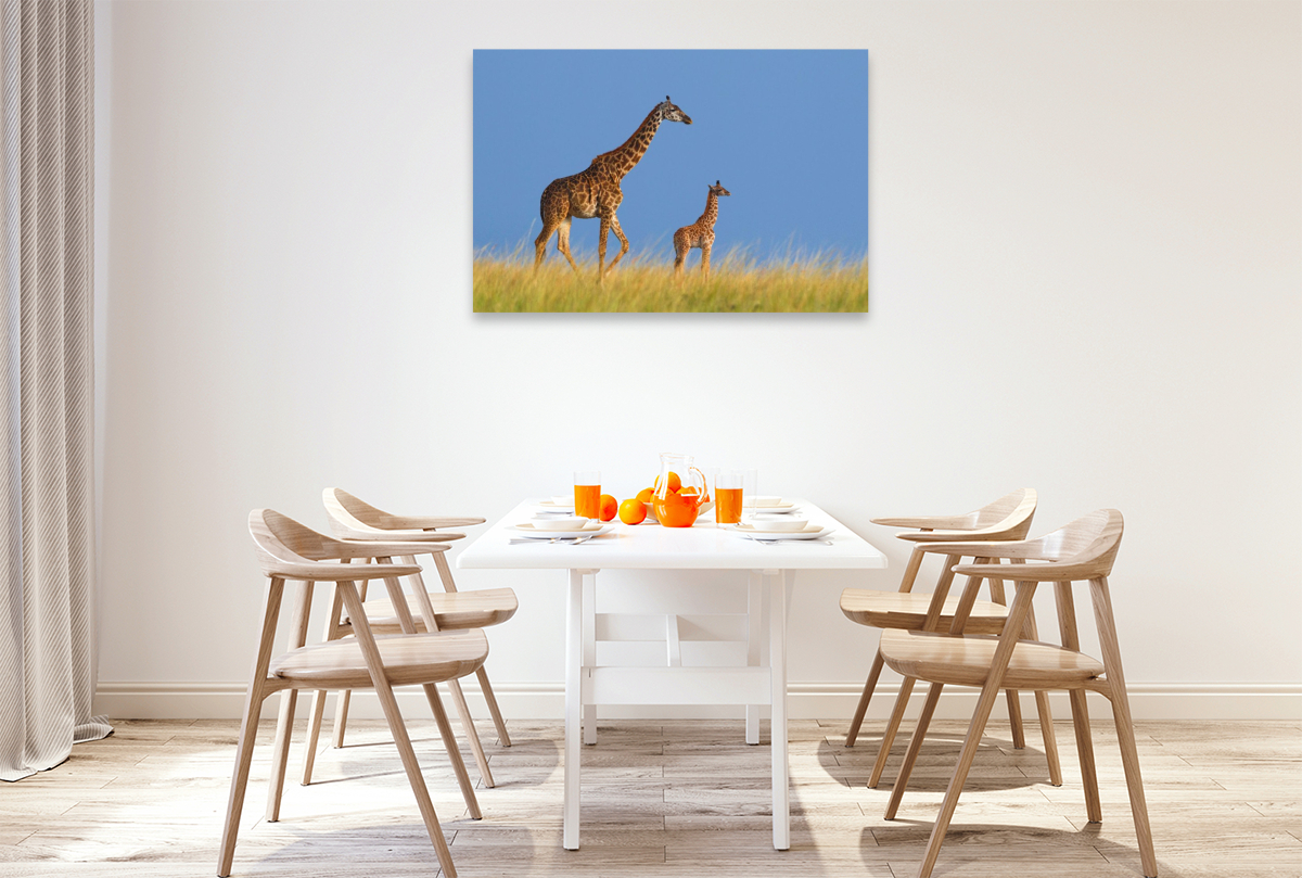 Massai-Giraffen, Masai Mara, Kenia.