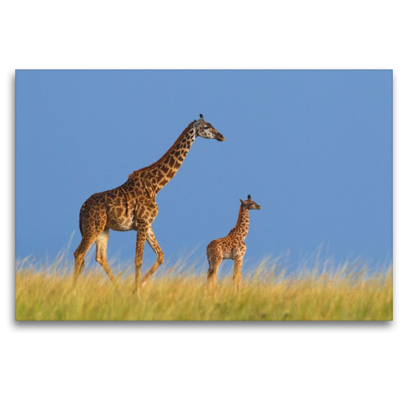 Massai-Giraffen, Masai Mara, Kenia.