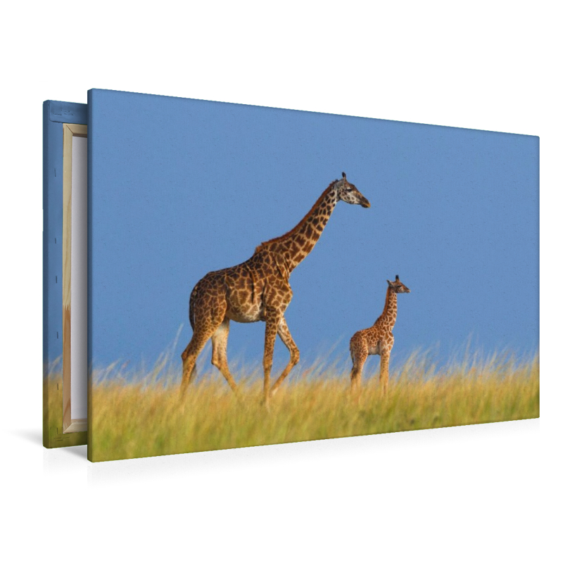 Massai-Giraffen, Masai Mara, Kenia.