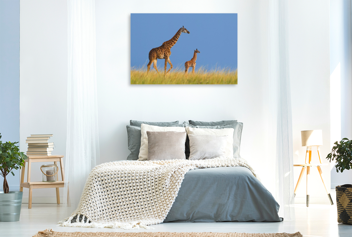 Massai-Giraffen, Masai Mara, Kenia.