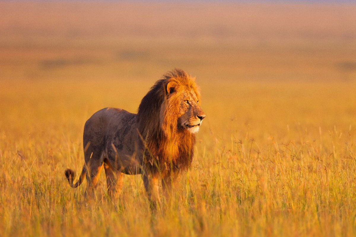 Afrikanischer Löwe, Masai Mara, Kenia.