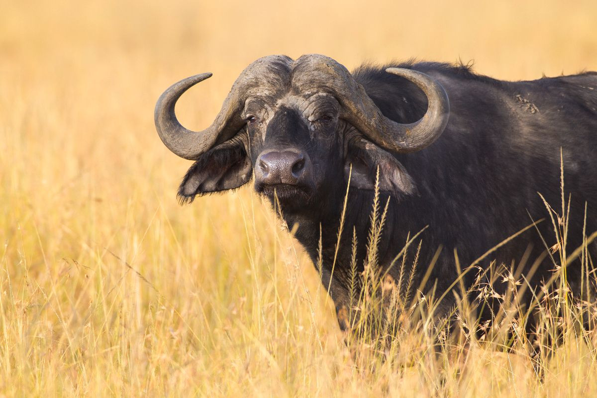 Kaffernbüffel, Masai Mara, Kenia.