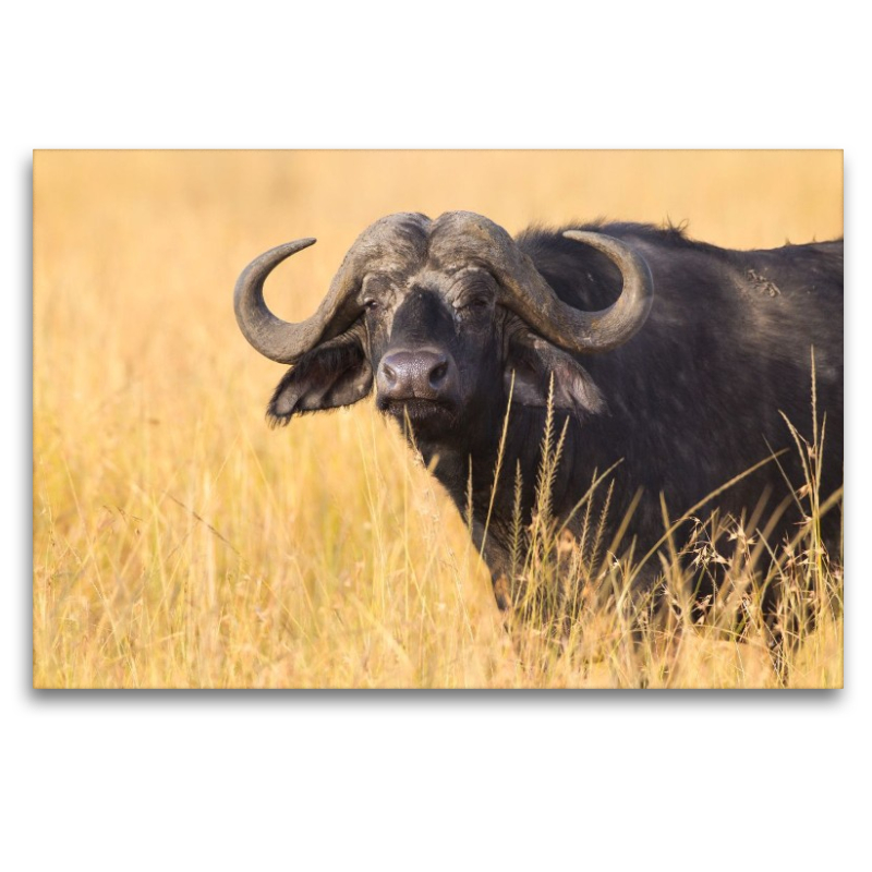 Kaffernbüffel, Masai Mara, Kenia.