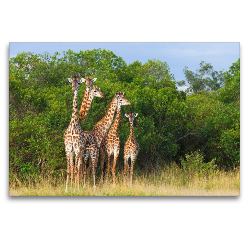 Südafrikanische Giraffen, Okavango Delta, Botswana.