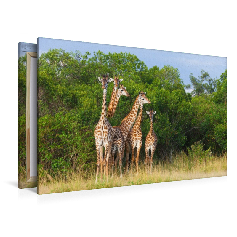 Südafrikanische Giraffen, Okavango Delta, Botswana.